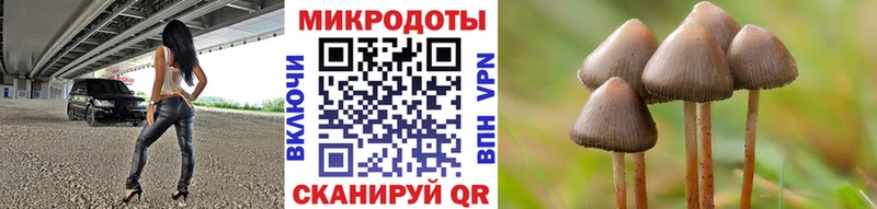 Псилоцибиновые грибы Psilocybe Краснообск